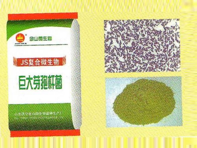 點(diǎn)擊查看詳細(xì)信息<br>標(biāo)題：巨大芽孢桿菌 閱讀次數(shù)：2824